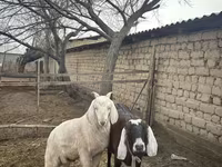 بز ماده, Nubian Goat — عکس 1