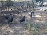 Turkeys — تصویر 3