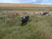 母山羊, Goats — 照片 3