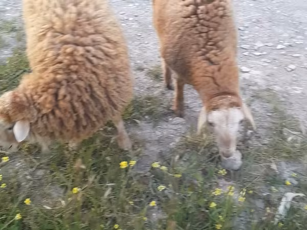 Sheep (batch, sex not specified), Sheep — Azerbaijan