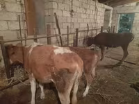 Krava, Simmental cattle — foto 3