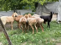 Ovce, Arashan sheep — foto 7