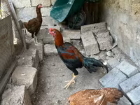 Chickens — عکس 2
