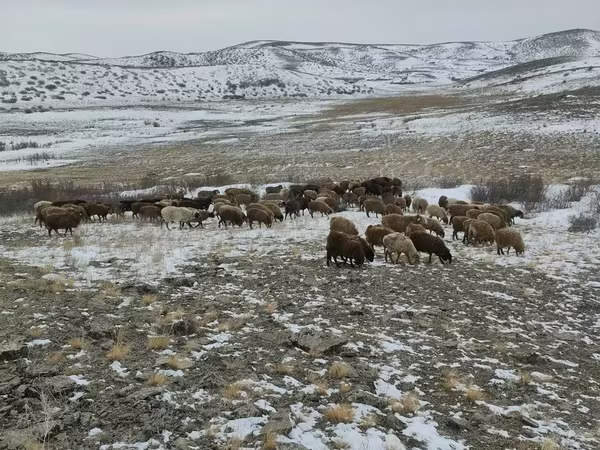 Ram, Schapen
