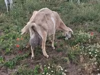 بز ماده, Saanen goat — عکس 4