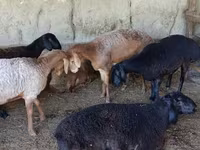 Biri-biri (lot, jantina tidak dinyatakan), Sheep — foto 5