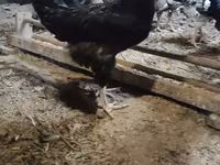 Chickens — foto 3