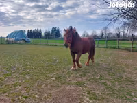 Бие, Hungarian horse breed — 3-сурет
