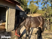 Klisna, Friesian — foto 2