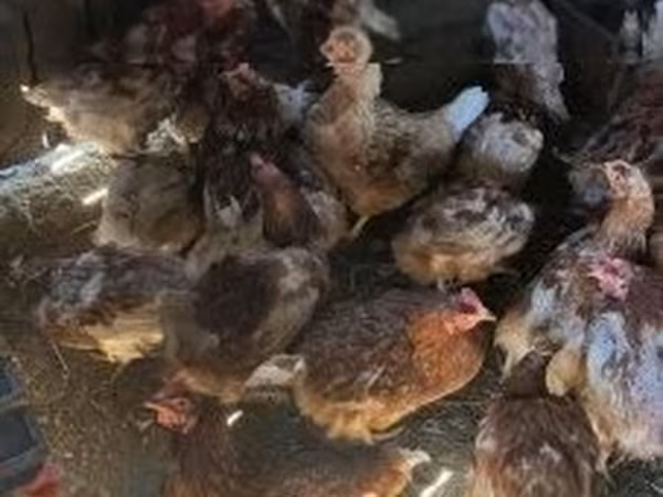 Chickens
