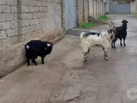 بز ماده, بز — عکس 1