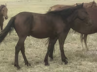 Hengst, Kazakh horse — Foto 3