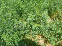 Hal hazirda Yonca (Medicago sativa) becerilib 3 hektar torpaq sahəsi — foto 4