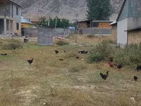Chickens — फ़ोटो 3