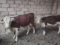 Mucca, Mucca kazaka a testa bianca — foto 5