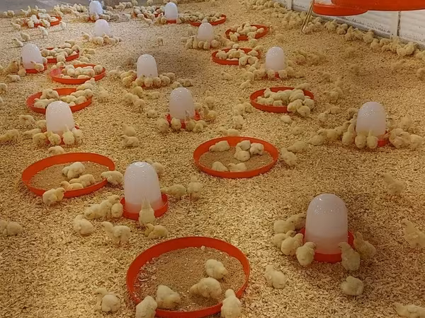 Chickens