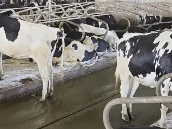 Holstein breed