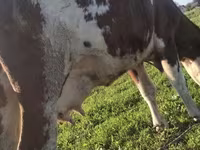Lembu betina, Simmental cattle — foto 2