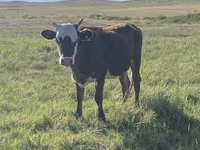 میش, Qashqai sheep — عکس 3