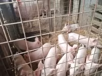 Schweine (Partie, Geschlecht nicht angegeben), Schweine — Foto 3