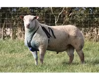 قوچ, Arashan sheep — عکس 4
