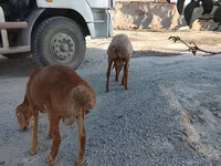 Kambing betina, Sheep — foto 2