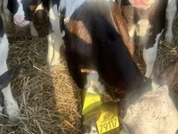 گاو و گوساله (گروه، جنسیت مشخص نشده), Russian Black pied cattle — عکس 5