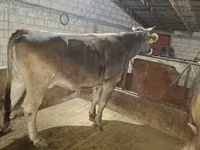 Ko, Holstein-race — foto 2