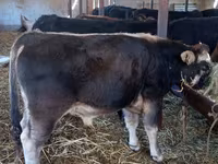 Toro, Aberdeen Angus — foto 5