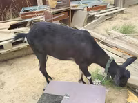 Koza, Alpine goat — zdjęcie 8