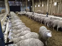 Ram, Kazakh fat-tailed coarsewool sheep — photo 3