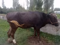 Lembu betina, Alatau breed — foto 2