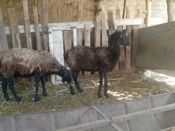 گوسفند (گروه، جنسیت مشخص نشده), گوسفند