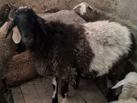 Ram, Hissar sheep — photo 6