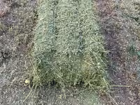 Продам тюки люцерны — عکس 3
