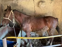 Ձի, Horse breed — լուսանկար 8
