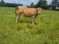 Sapi, Cast cow — foto 6