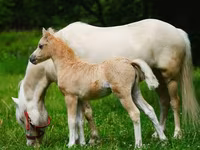 Ngựa (lô, chưa xác định giới tính), Shetland Pony — ảnh 3
