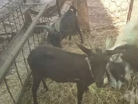 Κατσίκα, Murcia-Granada goats — φωτογραφία 4