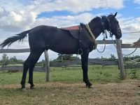 Cavalo, Nonius horse — foto 1