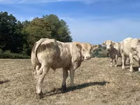 Bulle, Charolais cattle — Foto 1