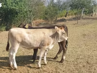 Lembu betina, Cattle — foto 3