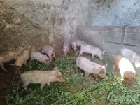 Boar, Pigs — photo 5