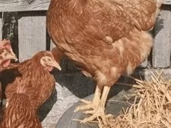 Chickens — Hungary