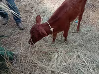 گاو ماده, گاو — عکس 4