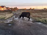 ላም, Cattle — ፎቶ 2