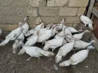 Turkeys — 사진 3