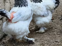 براهما — عکس 1