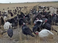 Turkeys — foto 5