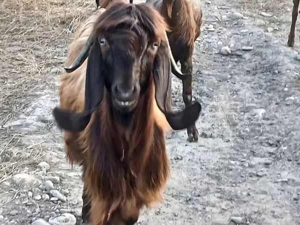Capră, Damask goat